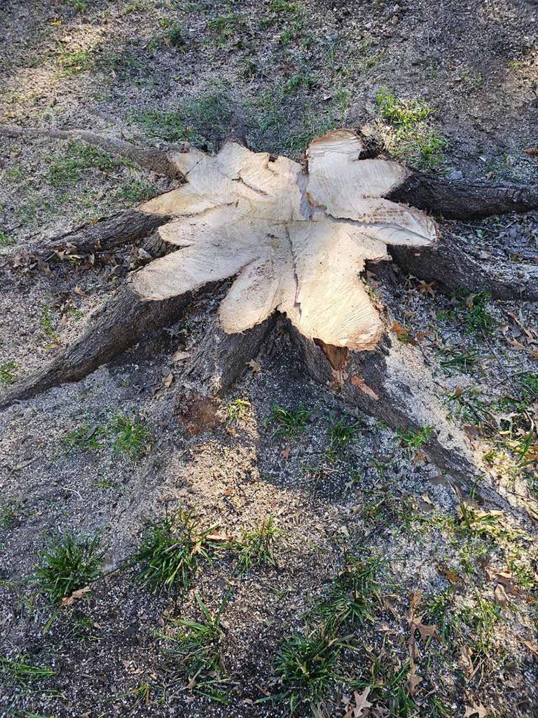 Timber Tree Service professional tree care work