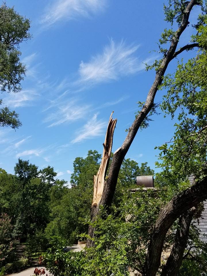 Timber Tree Service professional tree care work