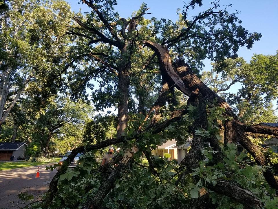 Timber Tree Service professional tree care work