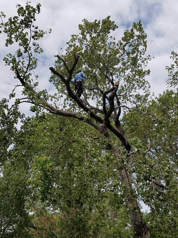 Large limb and trunk material prepared for cleanup after cutting.