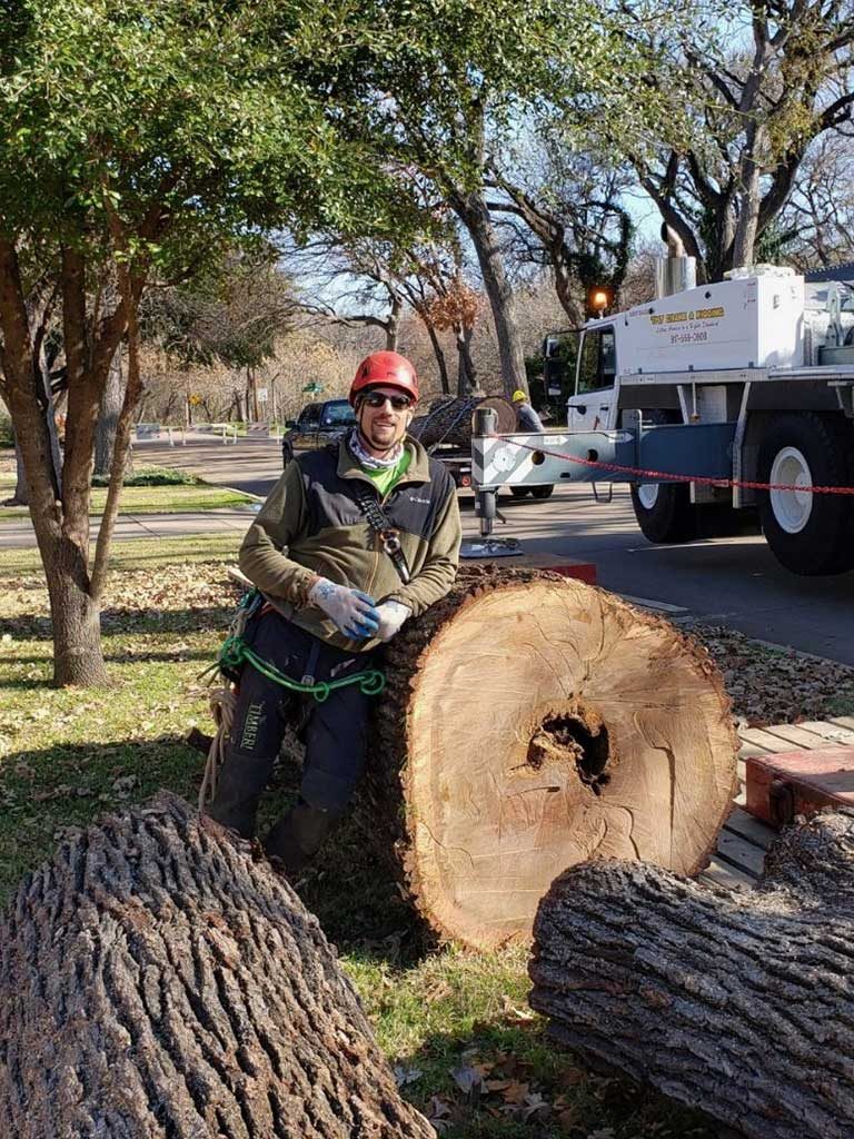 Tree removal progress with sections cut and staged for cleanup.