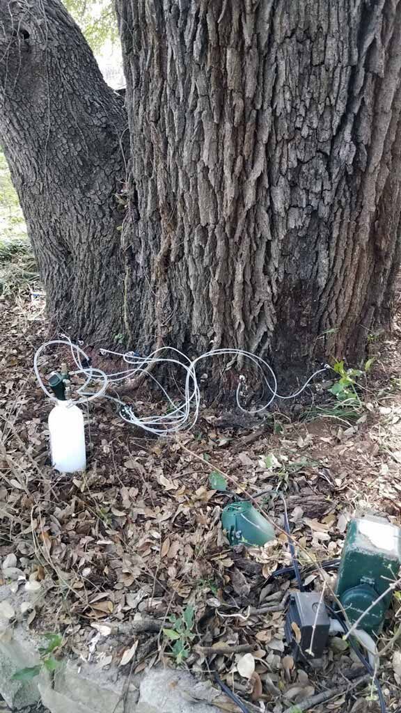 Arborist-style assessment and planning before continued tree work.