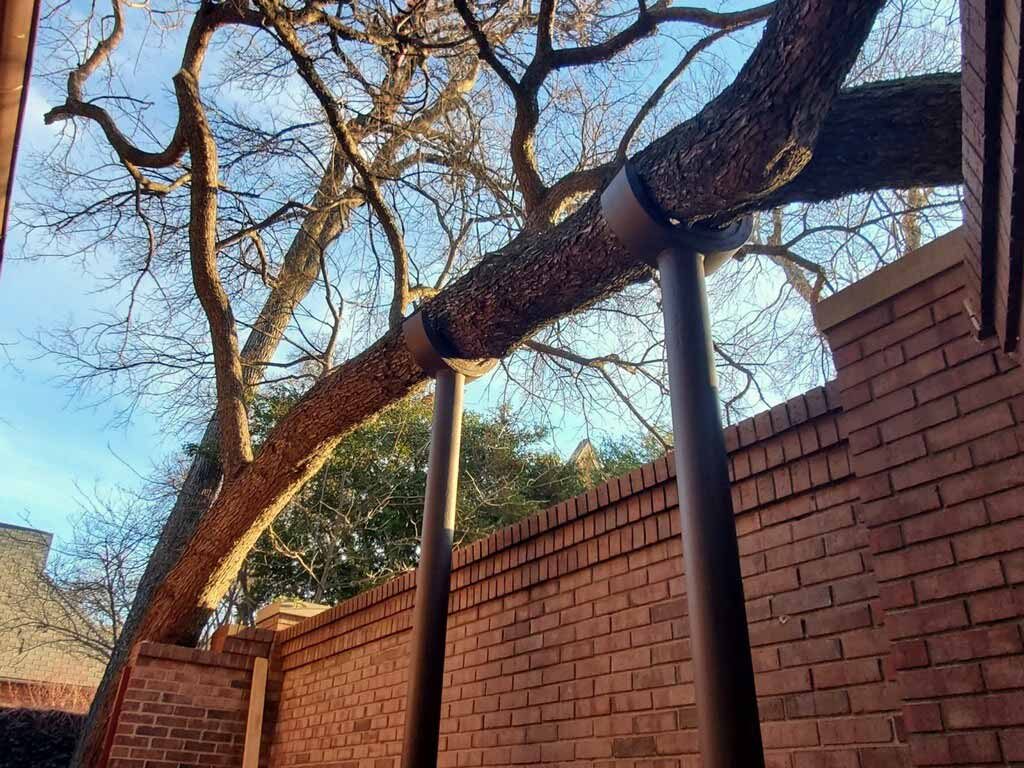 Timber Tree Service professional tree care work