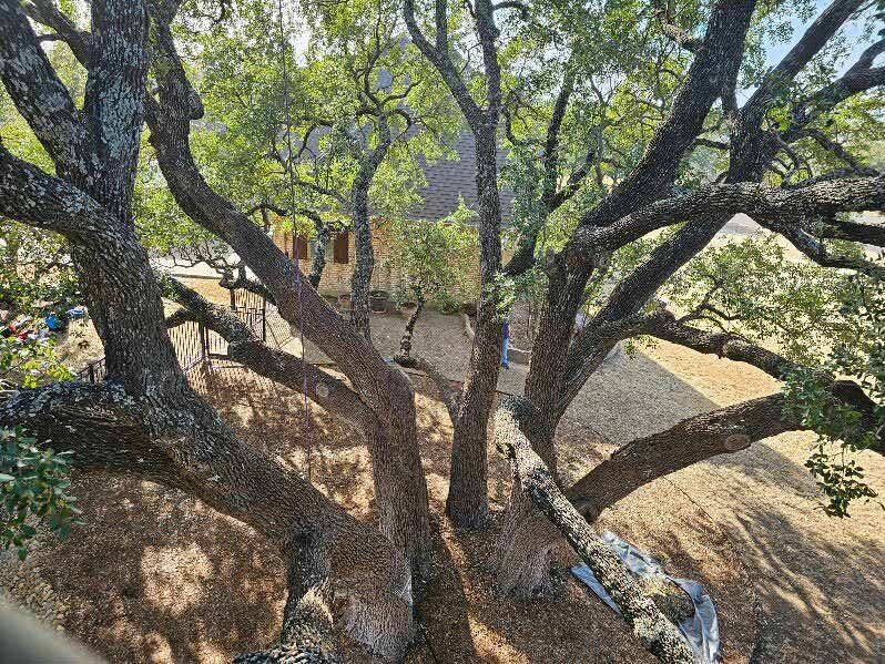 Professional tree care work with attention to access and safety.