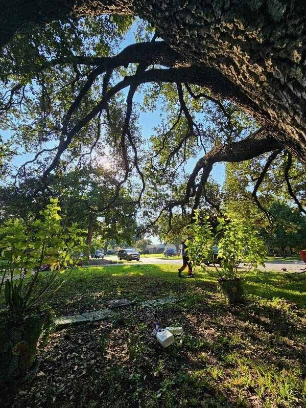 Rigging lines and crew coordination used for controlled tree handling.