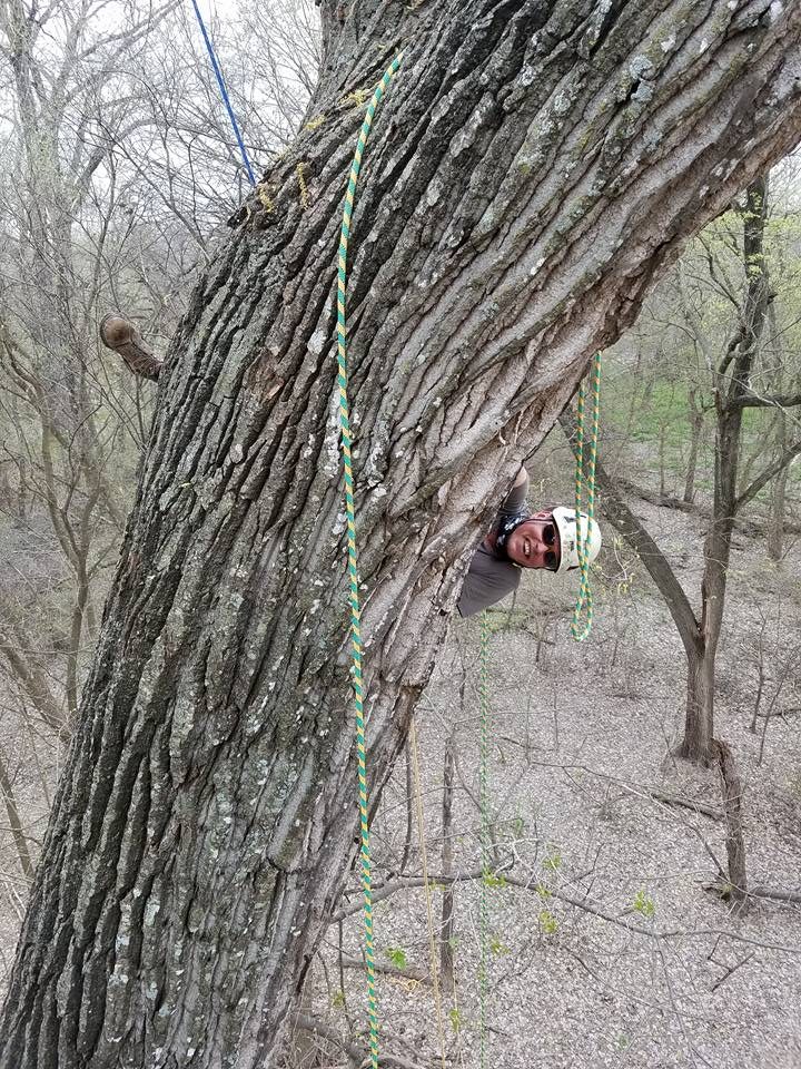 Timber Tree Service professional tree care work