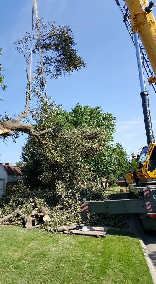 Timber Tree Service professional tree care work